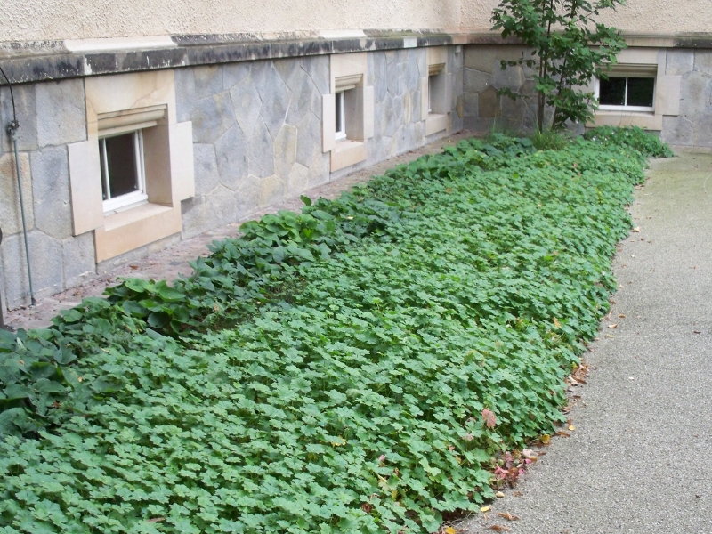 Begrünung mit Bodendecker Begrünung mit Bodendecker